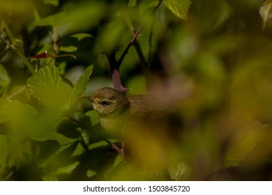 Iberian Chiffchaff
Latin Name: Phylloscopus Ibericus