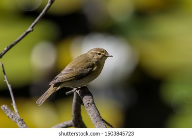 Iberian Chiffchaff
Latin Name: Phylloscopus Ibericus