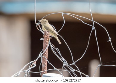 Iberian Chiffchaff Perching In A Tangle Of Wires 