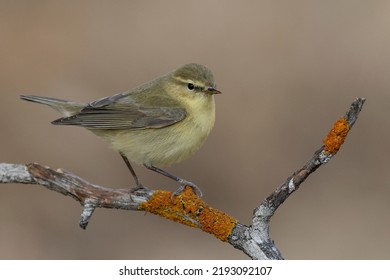 The Iberian Chiffchaff (Phylloscopus Ibericus).