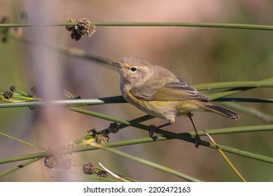 Iberian Chiffchaff (Phylloscopus Ibericus) Cordoba, Spain