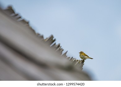 Iberian Chiffchaff Sitting On An Old Roof