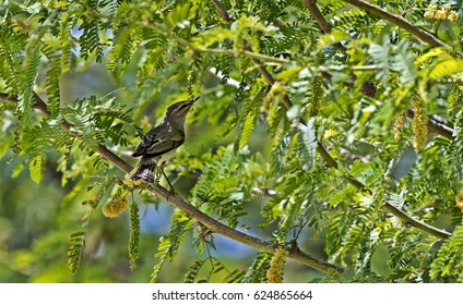 Iberian Chiffchaff(Phylloscopus Ibericus)Bahrain