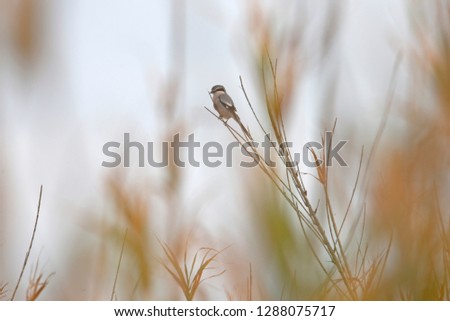 Similar – Image, Stock Photo No pipe sparrow