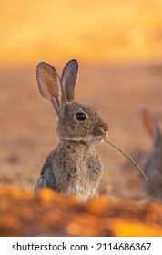 Iberian hare in the field in Castilla La Mancha, Spain.