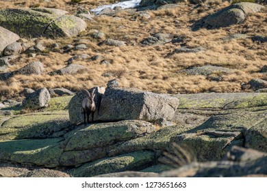 Iberian ibex (Capra pyrenaica)