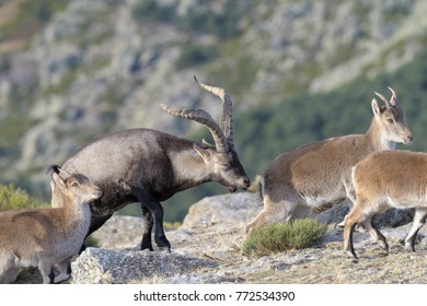 Iberian Ibex Goat Stock Photo 772534390 | Shutterstock