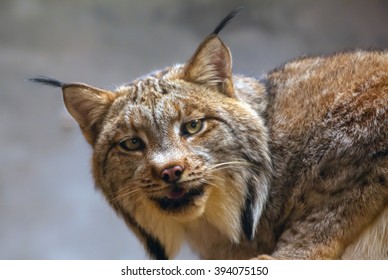 Iberian Lynx