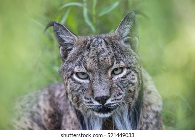 Iberian Lynx