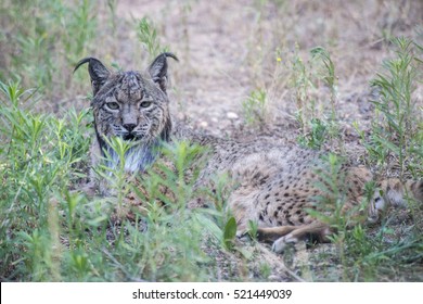 Iberian Lynx