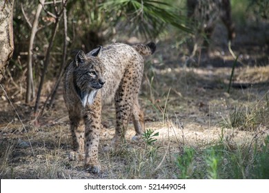 Iberian Lynx