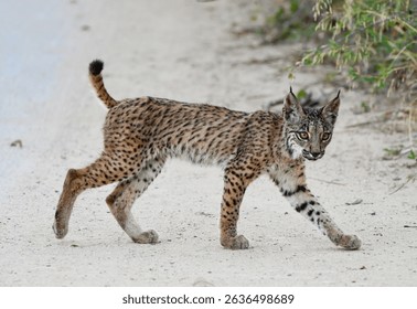 The Iberian lynx Lynx pardinus