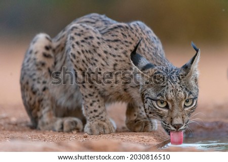 Iberian lynx (Lynx pardinus) Ciudad Real, Spain