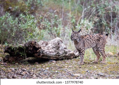 iberian lynx habitat