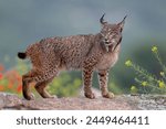 Iberian lynx (Lynx pardinus) Jaen, Spain