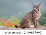 Iberian lynx (Lynx pardinus) Jaen, Spain