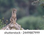Iberian lynx (Lynx pardinus) Jaen, Spain