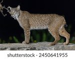 Iberian lynx (Lynx pardinus) Jaen, Spain