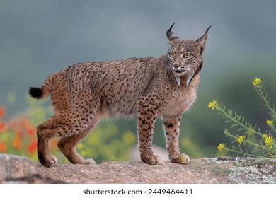 Iberian lynx (Lynx pardinus) Jaen, Spain