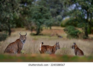 Linx ibérico, Lynx pardinus, madre con dos gatitos jóvenes, gato salvaje endémico en la Península Ibérica en el suroeste de España en Europa. Raros gatos caminan en el hábitat natural. Familia Lynx, cachorro de nueve meses.