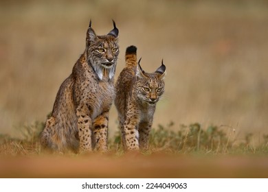 Linx ibérico, Lynx pardinus, madre con gatito joven, gato salvaje endémico en la Península Ibérica en el suroeste de España en Europa. Raros gatos caminan en el hábitat natural. Familia Lynx, cachorro de nueve meses.