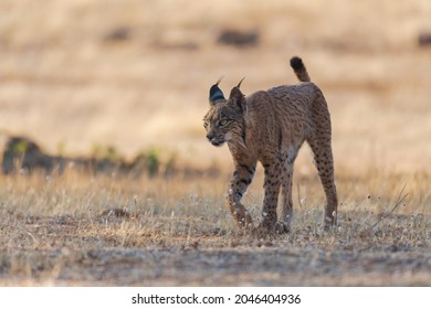 Iberian Lynx (Lynx Pardinus) In The Spanish Pasture