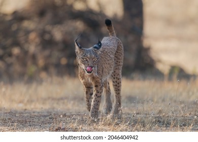 Iberian Lynx (Lynx Pardinus) In The Spanish Pasture