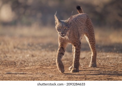 Iberian Lynx (Lynx Pardinus) In The Spanish Pasture