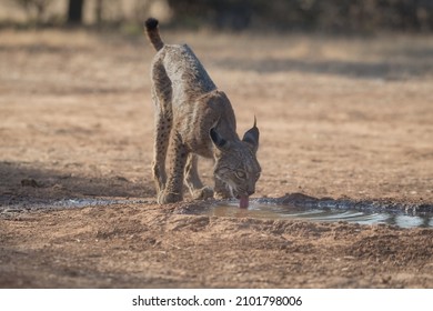 Iberian Lynx (Lynx Pardinus) In The Spanish Pasture