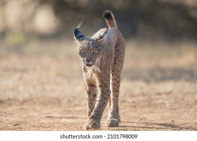 Iberian Lynx (Lynx Pardinus) In The Spanish Pasture