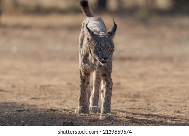 Iberian Lynx (Lynx Pardinus) In The Spanish Pasture