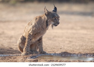 Iberian Lynx (Lynx Pardinus) In The Spanish Pasture