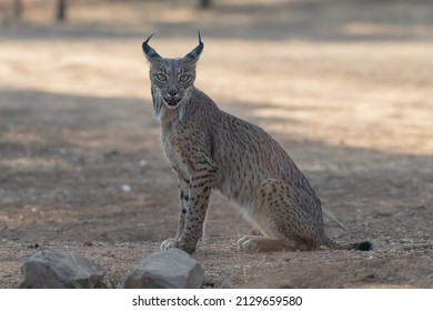 Iberian Lynx (Lynx Pardinus) In The Spanish Pasture