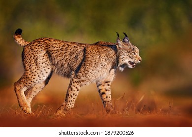 Iberian Lynx, Lynx Pardinus, Wild Cat Endemic To Iberian Peninsula In Southwestern Spain In Europe. Rare Cat Walk In The Nature Habitat. Canine Feline With Spot Fur Coat, Evening Sunset Light.