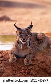 Iberian lynx, Lynx pardinus, wild cat endemic to Iberian Peninsula in Castilla La Mancha, Spain. 