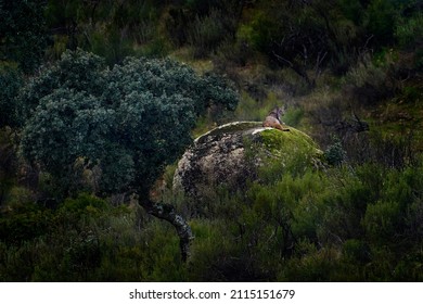 Iberian Lynx, Lynx Pardinus, Wild Cat Endemic In Spain In Europe. Rare Cat Stone Rock Habitat In The Nature. Canine Feline With Spot Fur Coat, Evening Sunset Light. Spain Wildlife. 