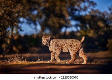 Iberian Lynx, Lynx Pardinus, Wild Cat Endemic To Iberian Peninsula In Southwestern Spain In Europe. Rare Cat Walk In The Nature Habitat. Canine Feline With Spot Fur Coat, Evening. Spain Wildlife. 