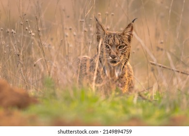 Iberian Lynx (Lynx pardinus) is a Wild Cat Species Endemic to the Iberian Peninsula in southwestern Europe. Wild Animal in Ambush Camouflage in Andujar, Spain. Wildlife Scene of Nature in Europe. - Shutterstock ID 2149894759