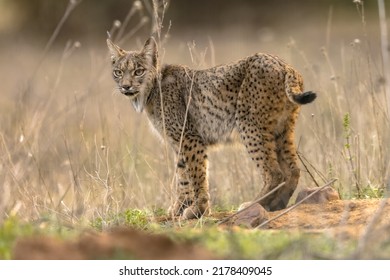 El lince ibérico (Lynx pardinus) es una especie de gato salvaje endémica de la península ibérica del suroeste de Europa. Animal salvaje en Andujar, España. Escena de la naturaleza salvaje en Europa.