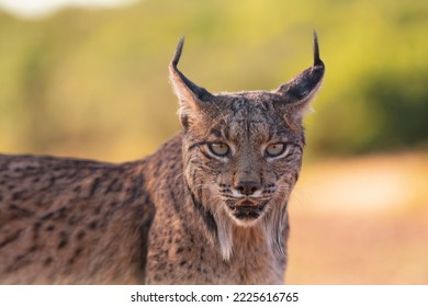 Iberian lynx, Lynx pardinus, wild cat endemic to Iberian Peninsula in Castilla La Mancha, Spain. 