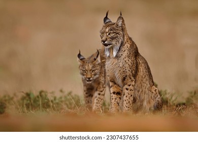 Iberian lynx, Lynx pardinus, wild cat endemic to Iberian Peninsula in southwestern Spain in Europe. Mother with young cub, nature . Canine feline with spot fur coat, sunset light. Spain wildlife.
