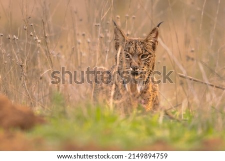 Iberian Lynx (Lynx pardinus) is a Wild Cat Species Endemic to the Iberian Peninsula in southwestern Europe. Wild Animal in Ambush Camouflage in Andujar, Spain. Wildlife Scene of Nature in Europe. Stock foto © 