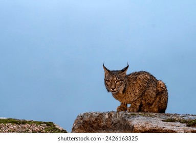 Iberian lynx in the Sierra de Andujar, Jaen. Spain.