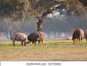 Iberian pig eating acorns in the meadow 