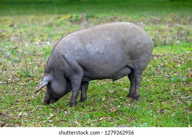 Iberian pig eating in the field