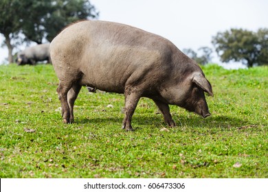 Iberian pig eating in a green meadow.