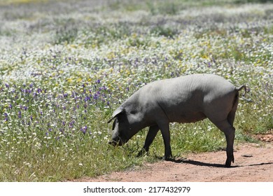 Iberian Pig Grazing In The Dehesa Of The Province Of Cáceres