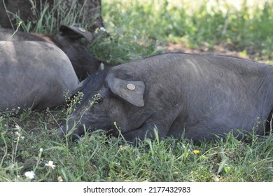 Iberian Pig Grazing In The Dehesa Of The Province Of Cáceres