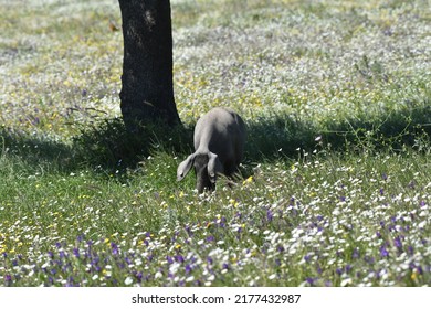 Iberian Pig Grazing In The Dehesa Of The Province Of Cáceres