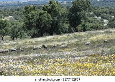 Iberian Pig Grazing In The Dehesa Of The Province Of Cáceres